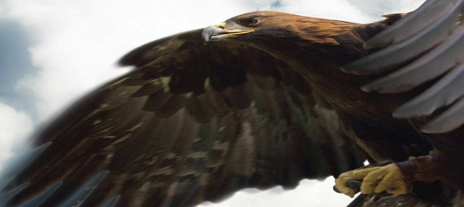 Albatross 3rd & Main Park Theatre