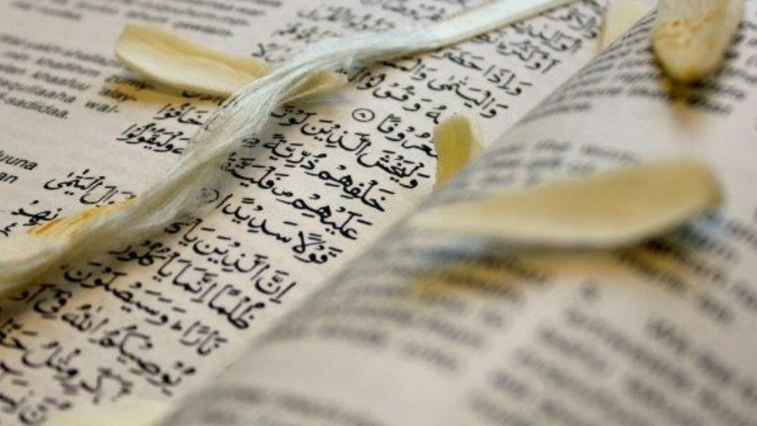 SALAAM VAULT Festival