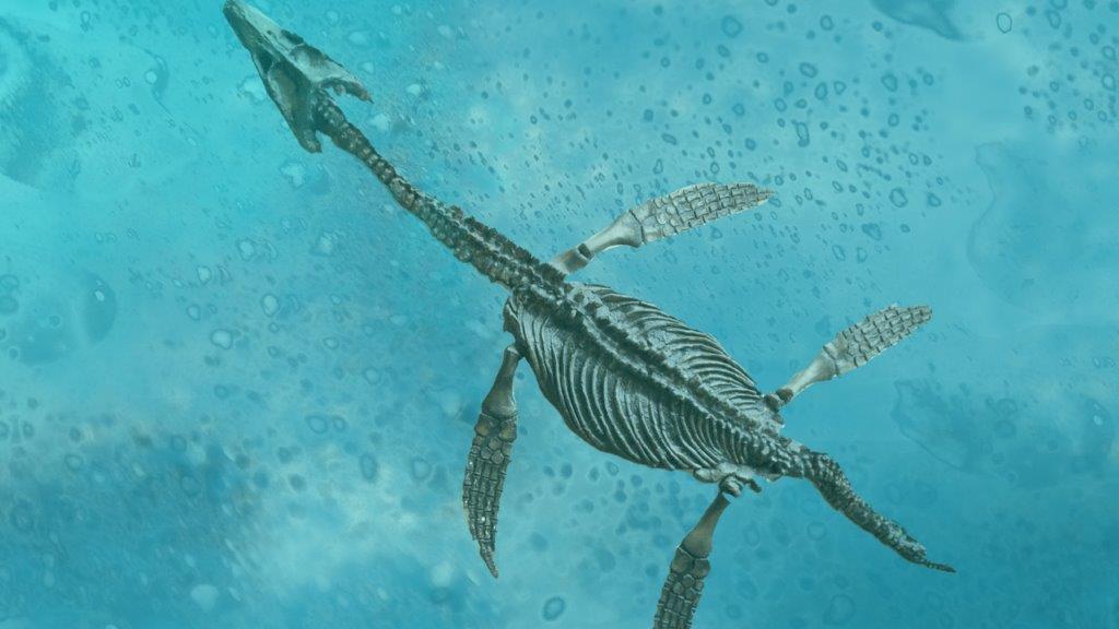 She Sells Sea Shells