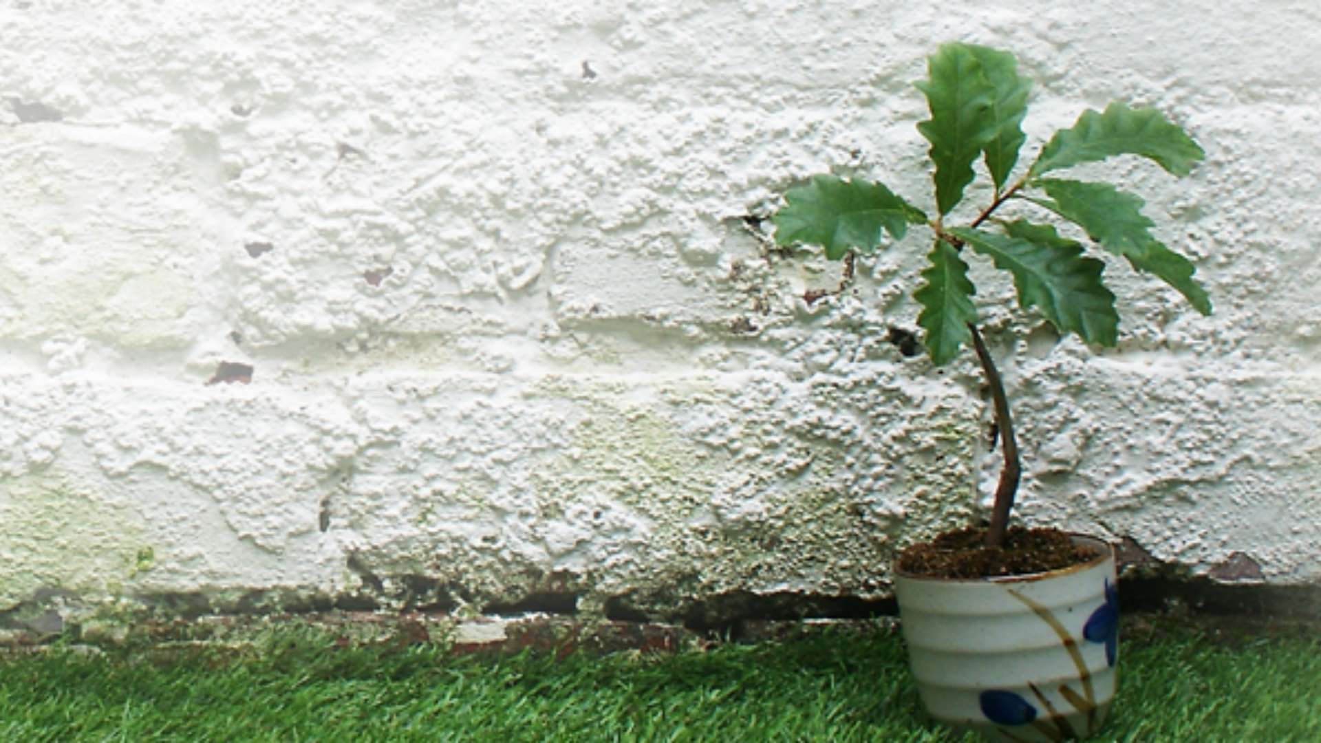 Tree at Alphabetti Theatre